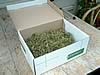 Vers geplukt, erg kwetsbaar en piepklein: het groen. (38kb)